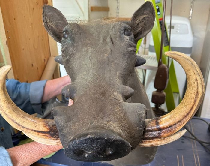 Warthog Head Mount with Trophy Tuskers