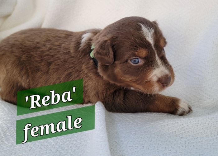 Austrailian shepherd puppies! 