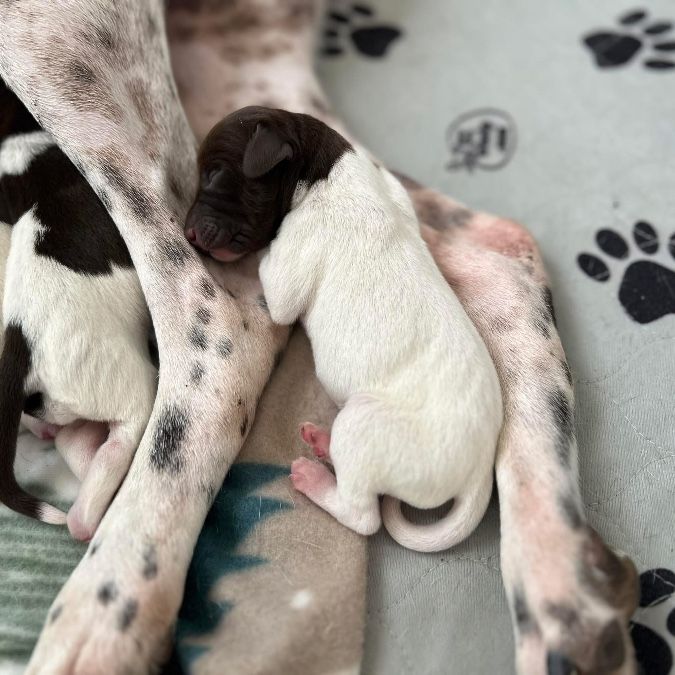 German Shorthair puppies