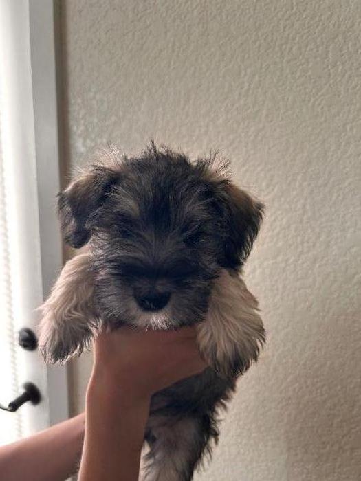 Miniature Schnauzer Puppies (Boise)