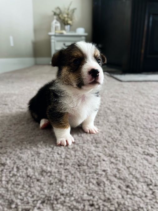 Pembroke Welsh Corgi