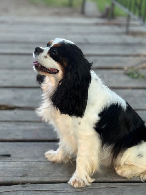 AKC Cavalier King Charles Spaniel *for stud