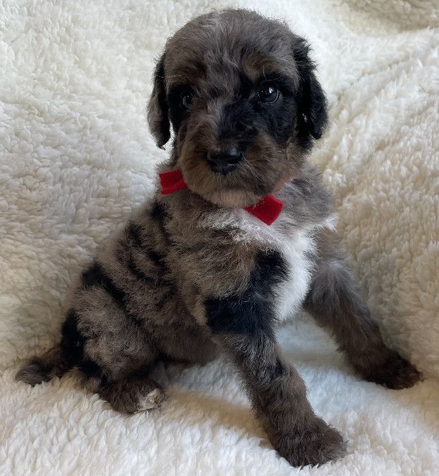 Admiral - $1,500
