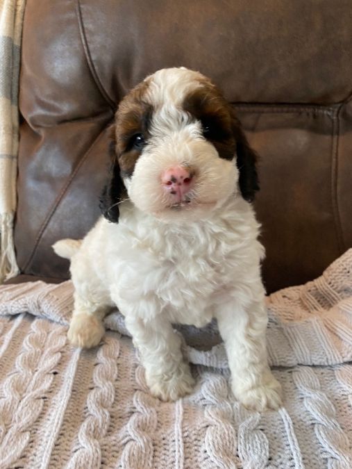 Huxley