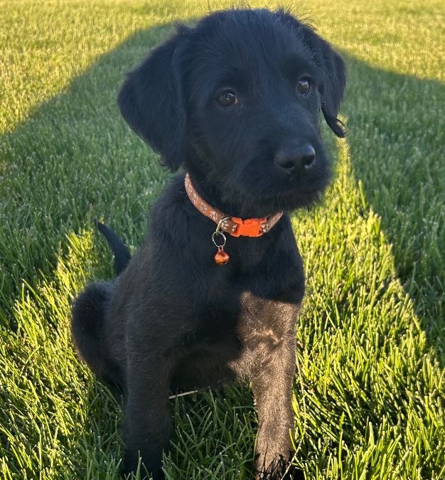 Orange boy
