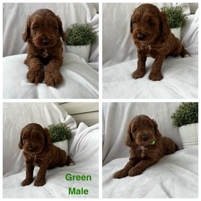 Green Puppy