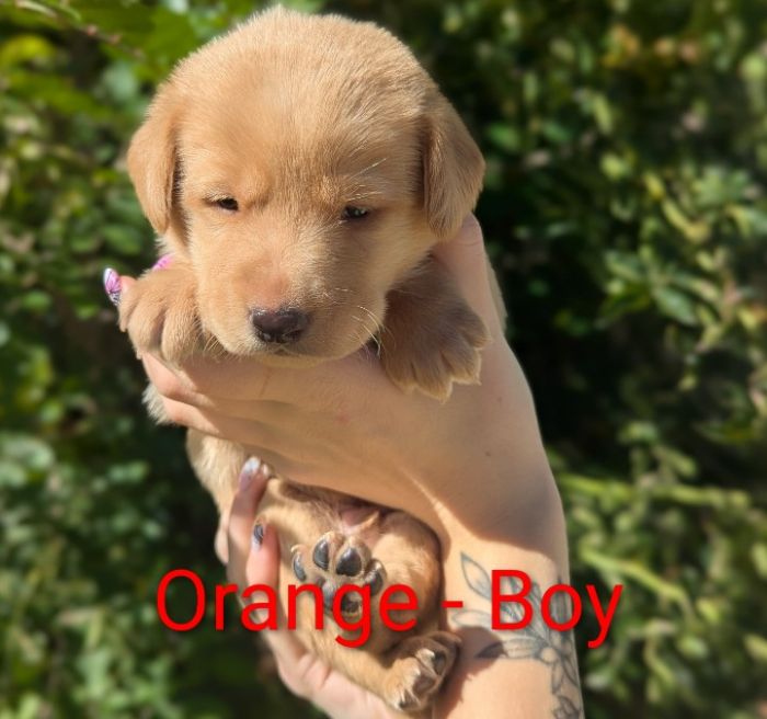 Purebred AKC Labrador Retriever Puppies 
