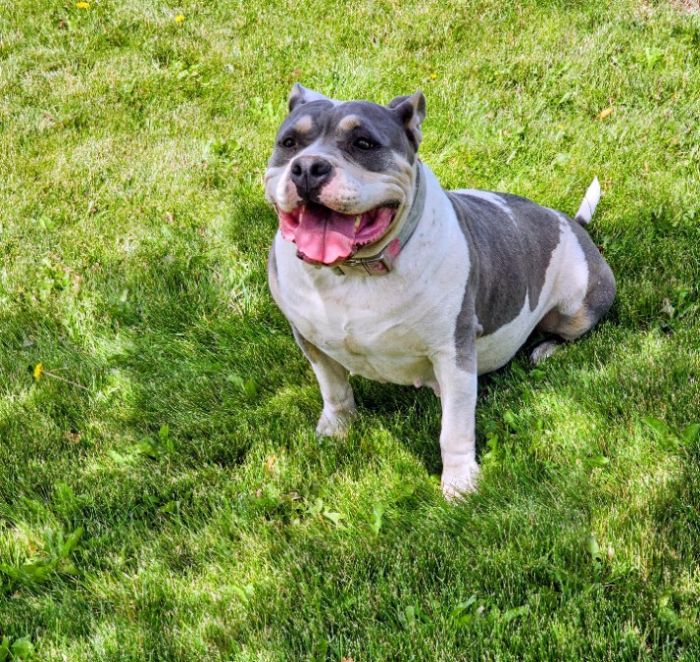 Tricolor American Bully female 