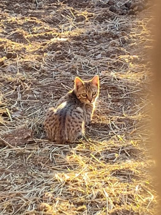 Bengal/Highlander Kitten