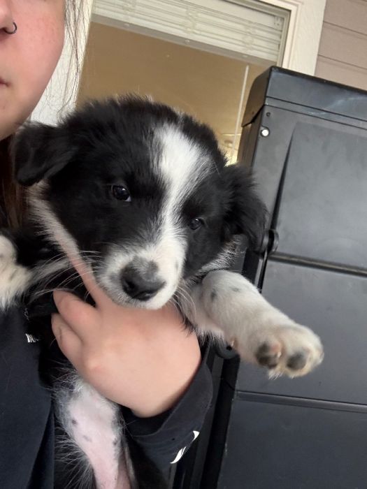 Border Collie Mix Puppies!