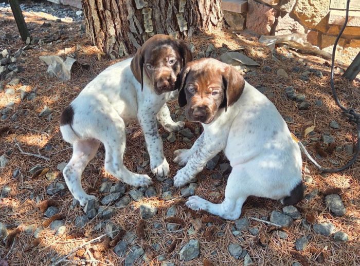 AKC German Shorthaired Pointer Lots of EXTRAS