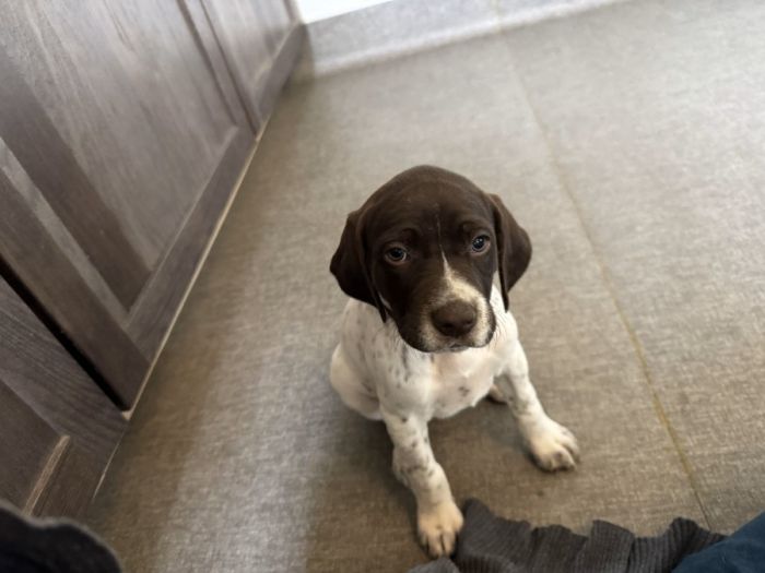 AKC German Shorthaired Pointer Lots of EXTRAS