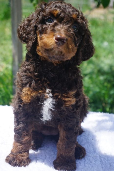 AKC Poodle Puppies