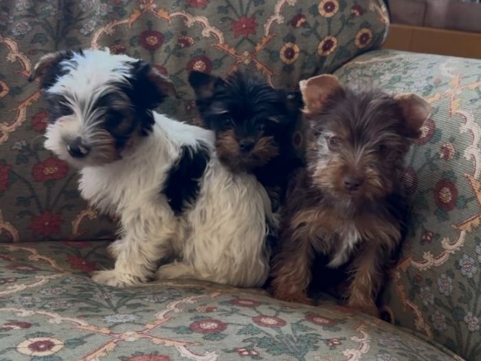 Female Yorkshire Terrier pups
