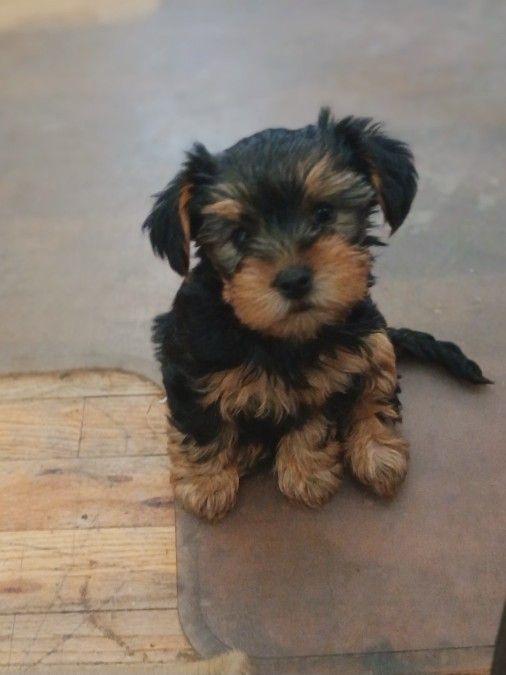 TWO CUTE SMALL YORKIE FEMALES.