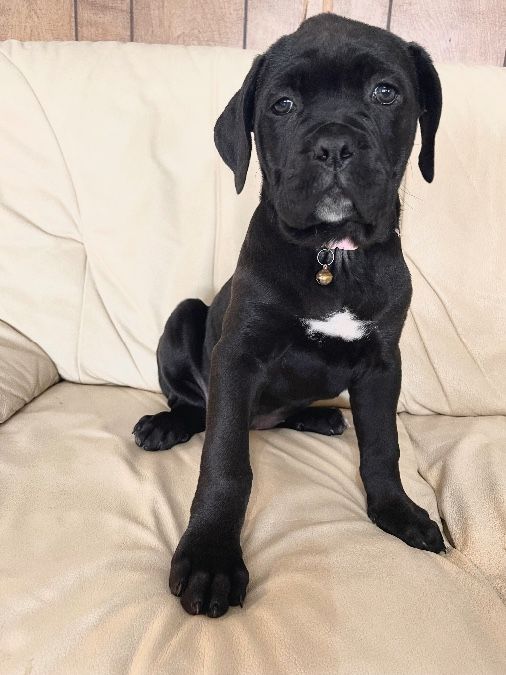 Cane Corso Puppies Limited AKC