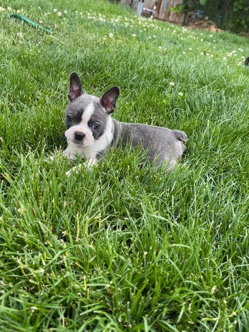 AKC Boston Terrier Puppies