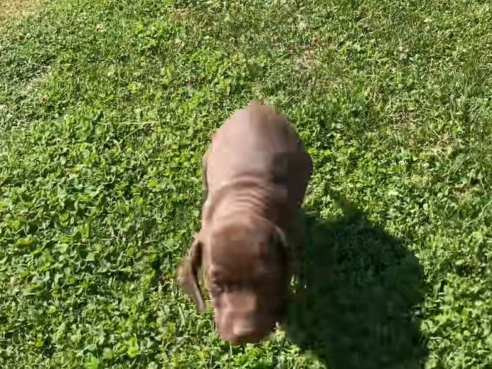 Male Hershey
