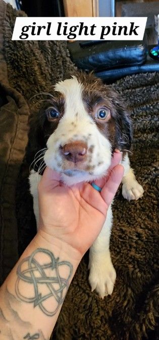 Akc registered springer spaniels 