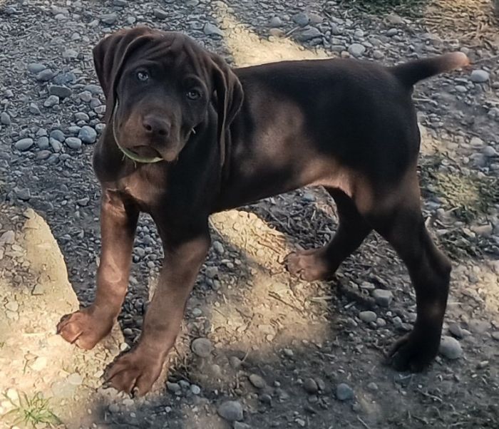 German shorthaired pointers 