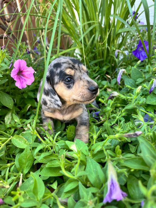 AKC mini dachshund 
