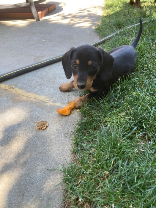 Mini dachshund puppies 
