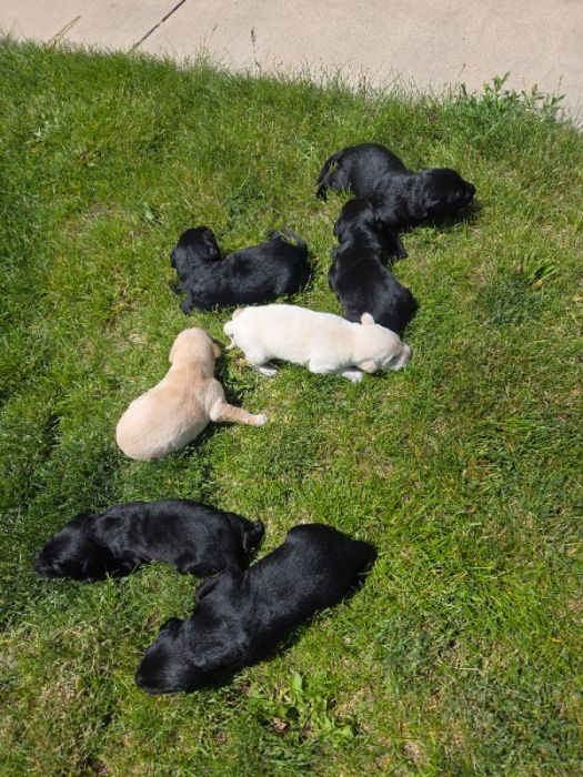 Enjoying grass. Sun. Fresh air