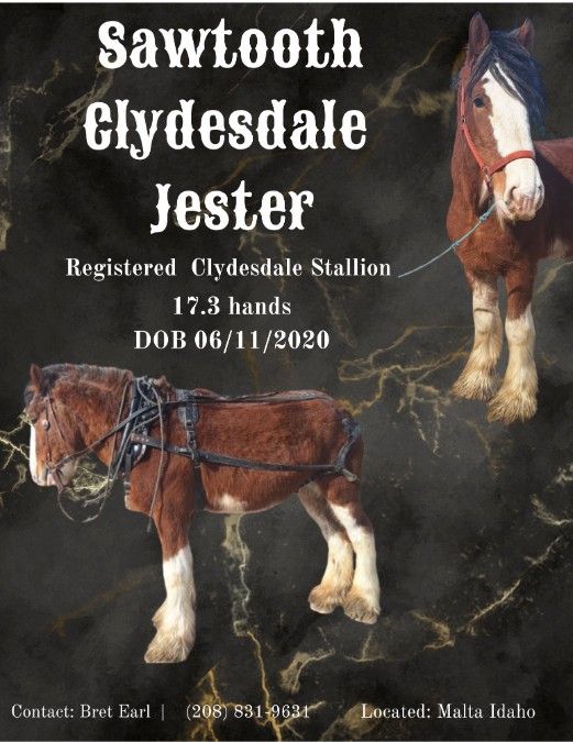 Registered Clydesdale Stud