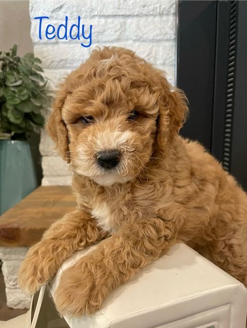 Mini Poodle puppies
