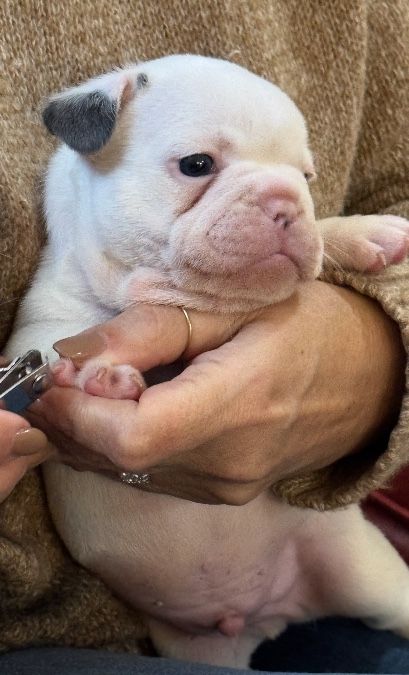 Bugsy 