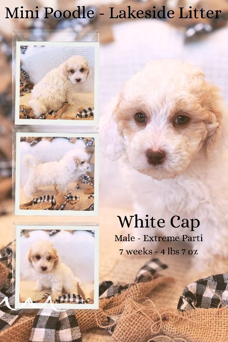 AKC Mini Poodle Puppies