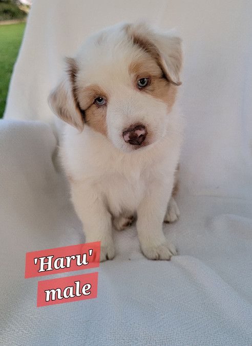 Puppies! Australian Shepherd (standard)