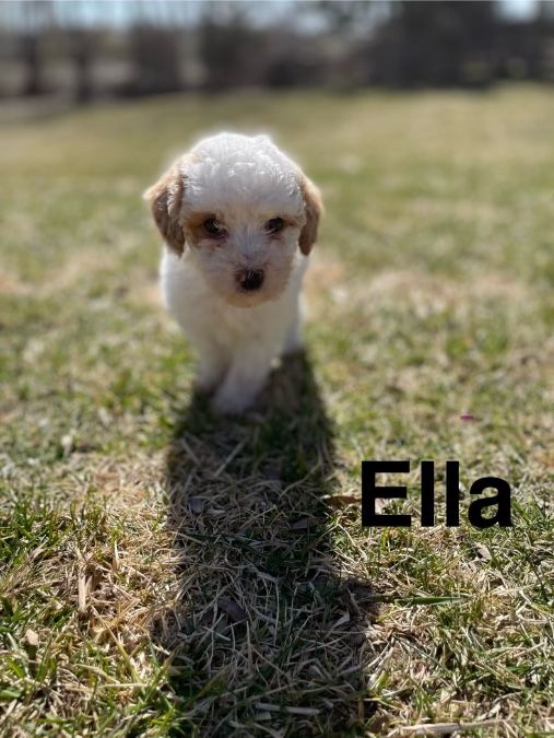 This is Ella, female, white with brown markings on ears, around eyes and already super curly hair