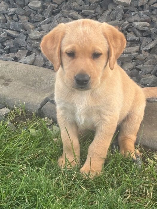 AKC Yellow labs