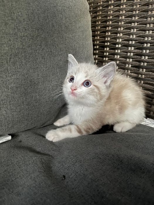 Ragdoll Kittens 