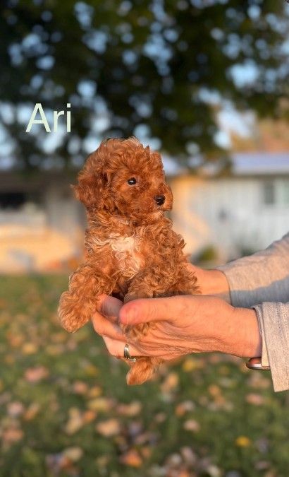 AKC Toy Poodles
