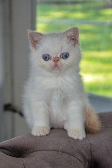 EXOTIC Shorthair kittens, PLUSH Persian