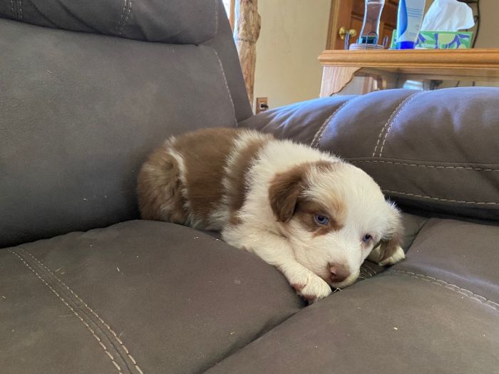 Standard size Australian Shepherd pups
