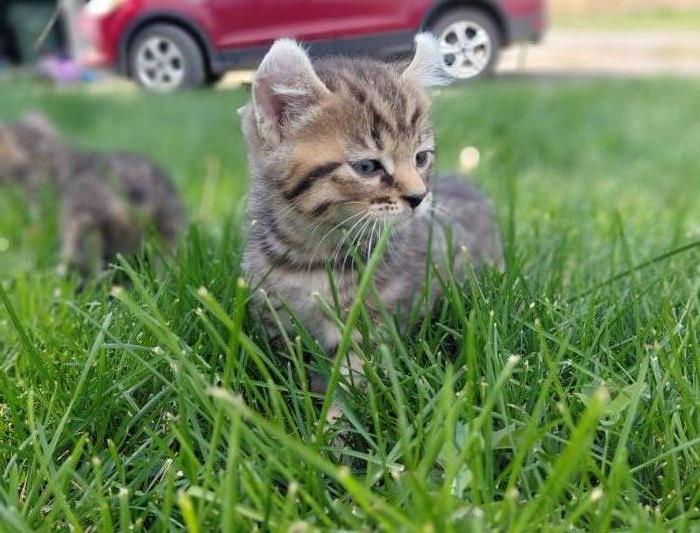 Highlander/Manx kittens