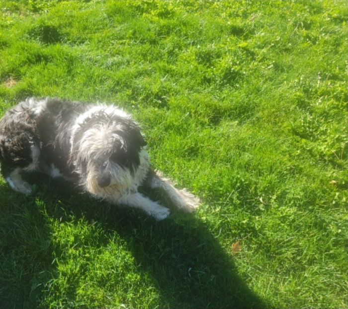 Idaho Shag Dog to good home only