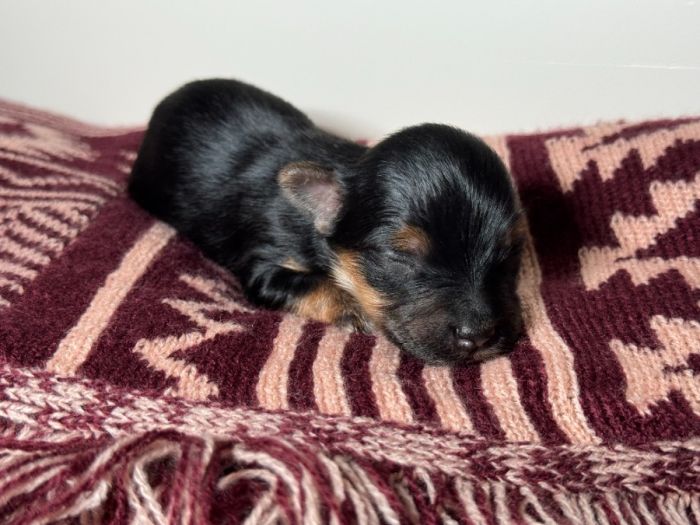 Yorshire (Yorkie) Terrier