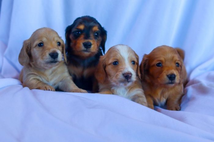 Miniature Dachshund Puppies