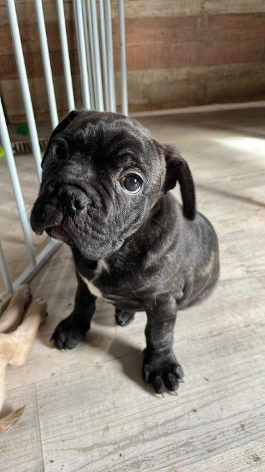Male frenchton