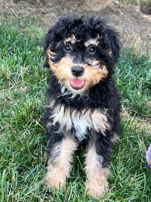 Bernedoodle 