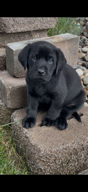 AKC Champion Hunting Black Lab Pups