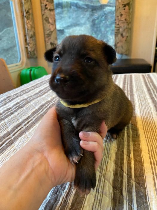 Belgian Malinois Puppies