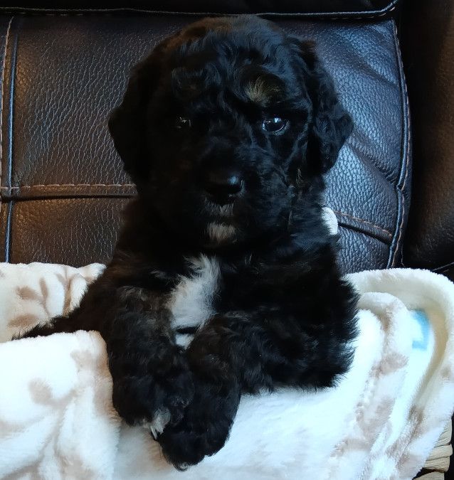 Bernedoodle Puppies