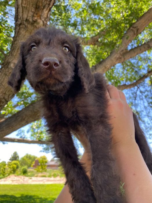 Chocolate Labradoodles 