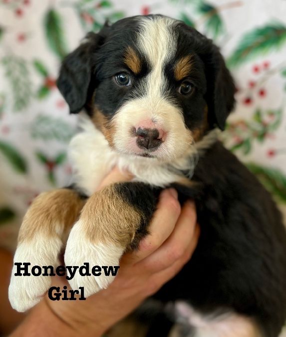 AKC Bernese Mountain Dogs