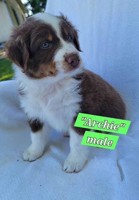 Austrailian shepherd puppies! 